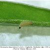 polyommatus dagestanicus larva1